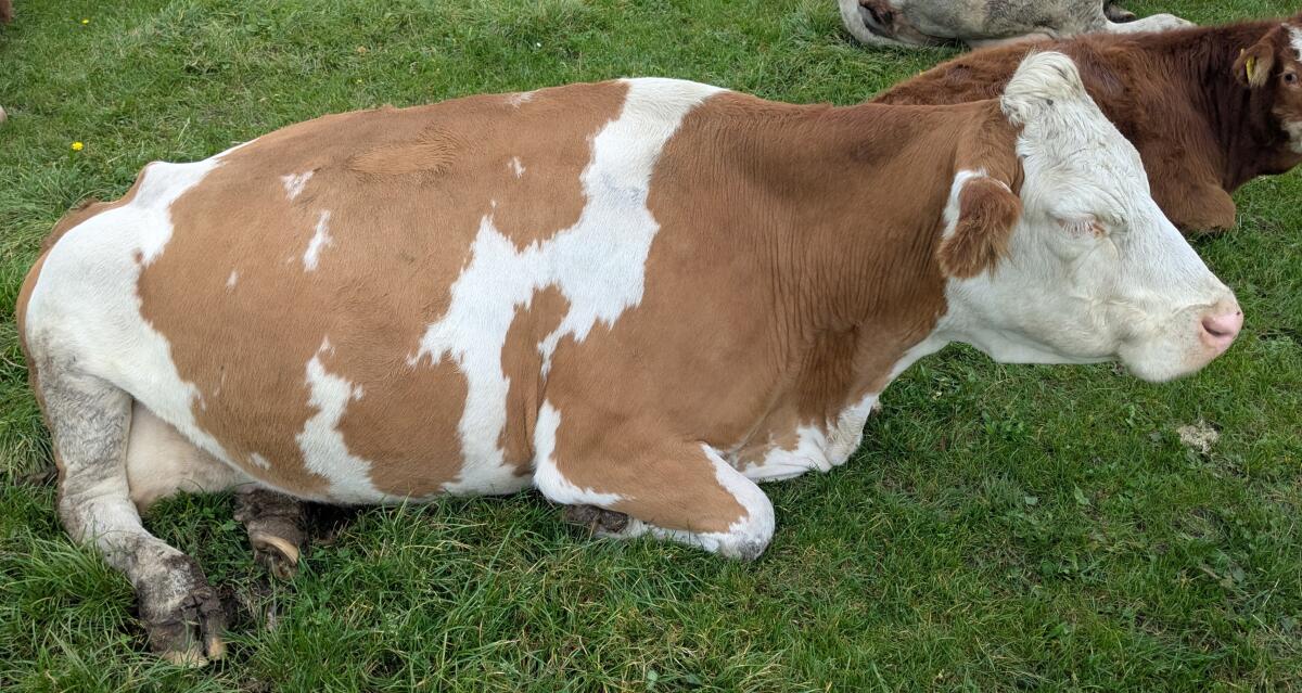 Verkaufe Bio-Mutterkühe (Weidehaltung) 2