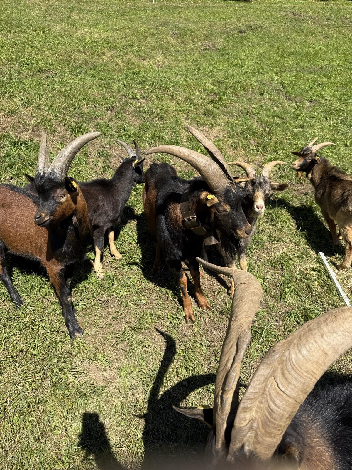 Aosta Bock 1,5 Jahre 2