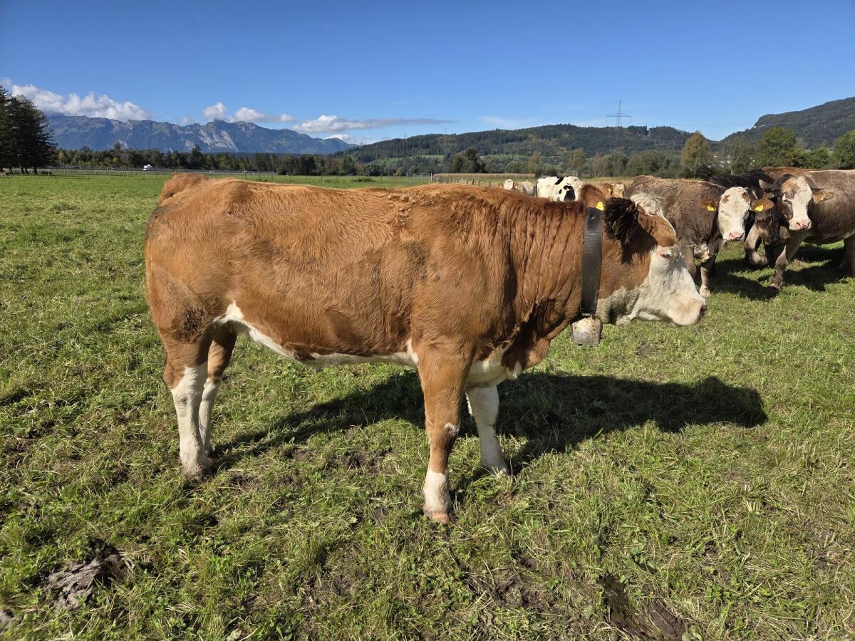 Verkaufe Rinder BIO 1
