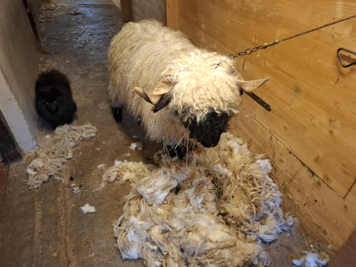 HB fähige Walliser Schwarznasen Widder 1