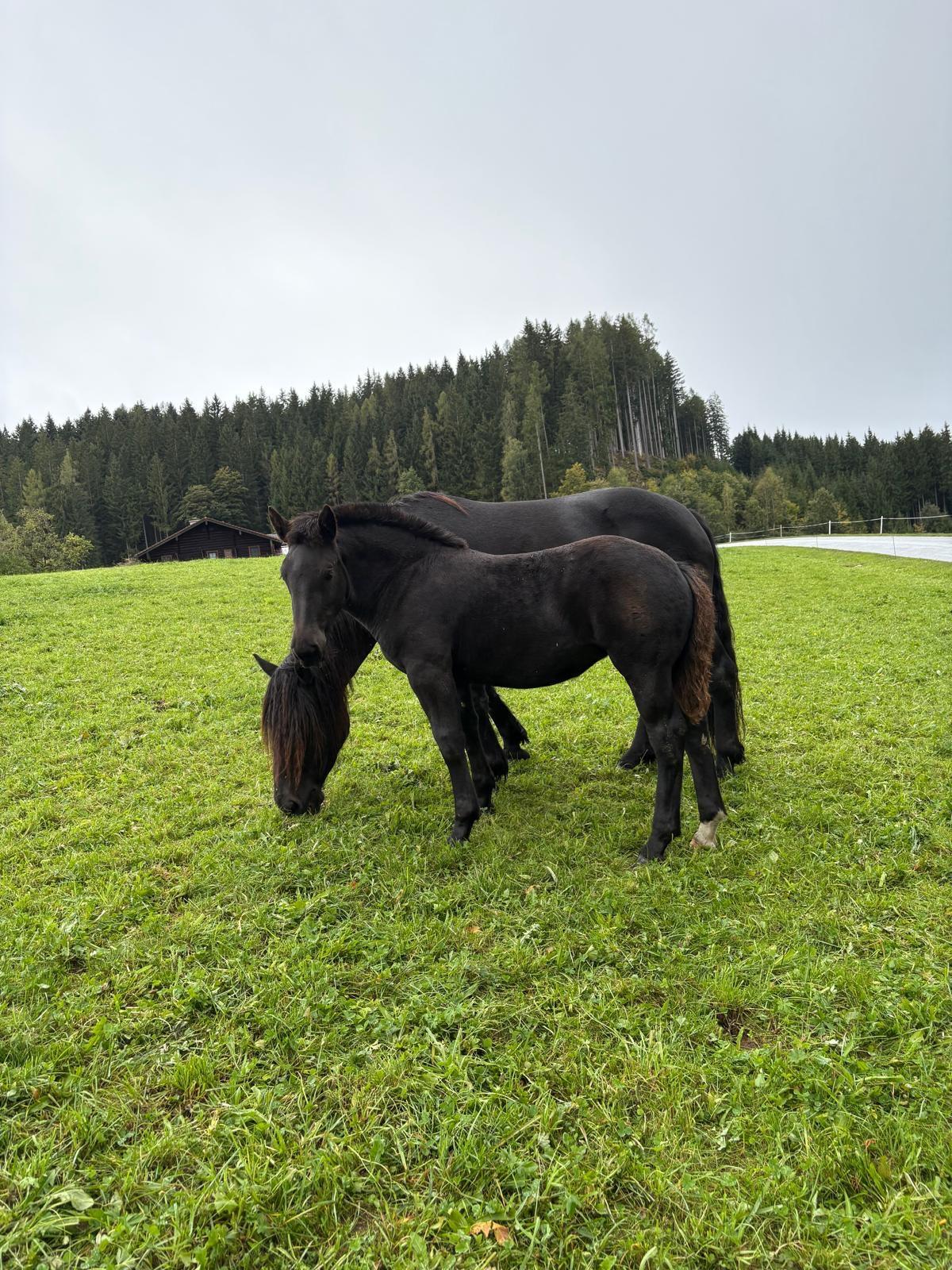 Noriker-Fohlen 1
