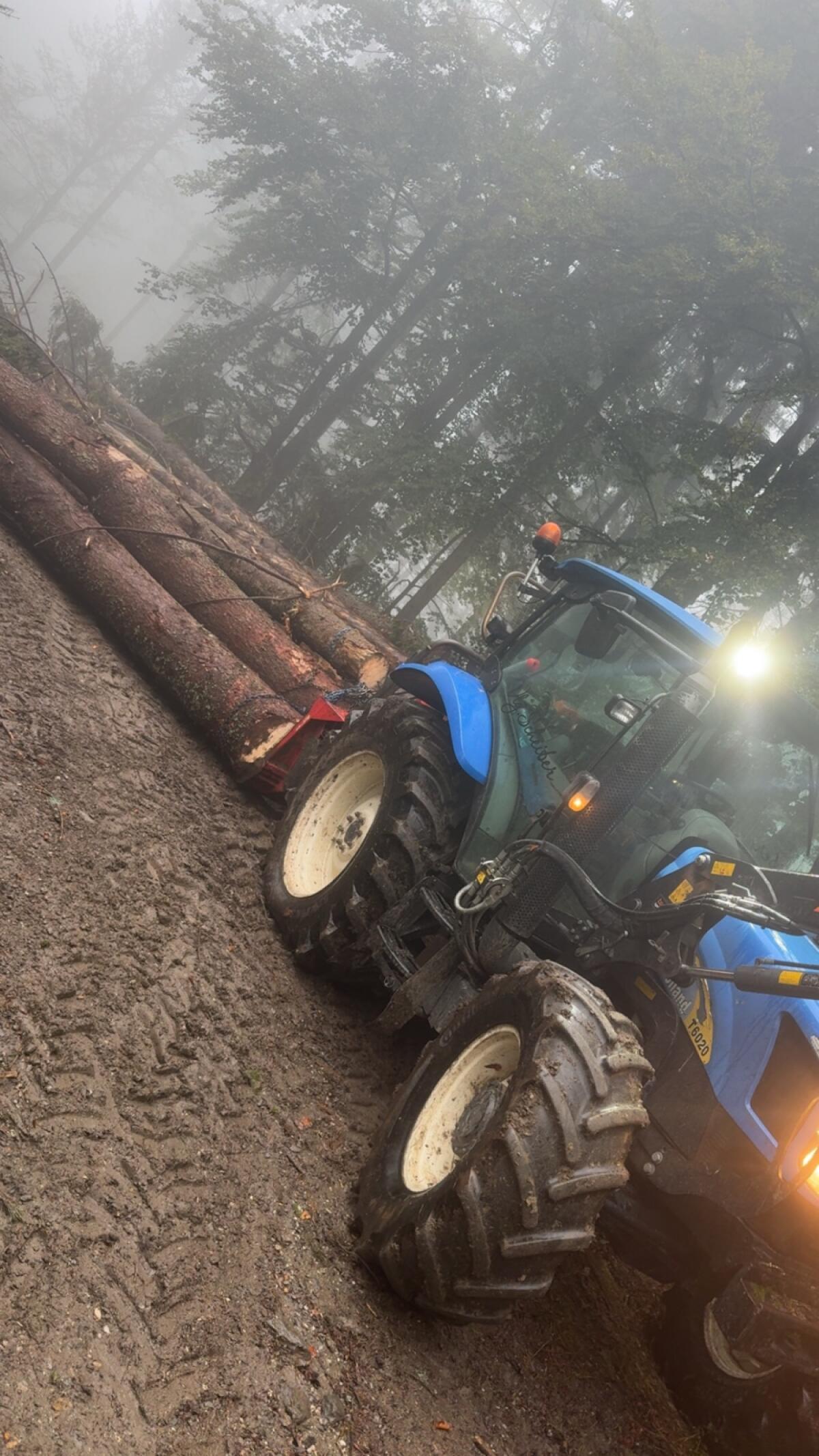 Holzschlägerung und Durchforstung 2