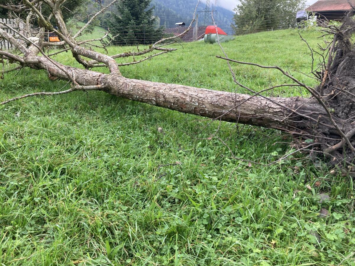 Obstgehölz zum Drechseln 3