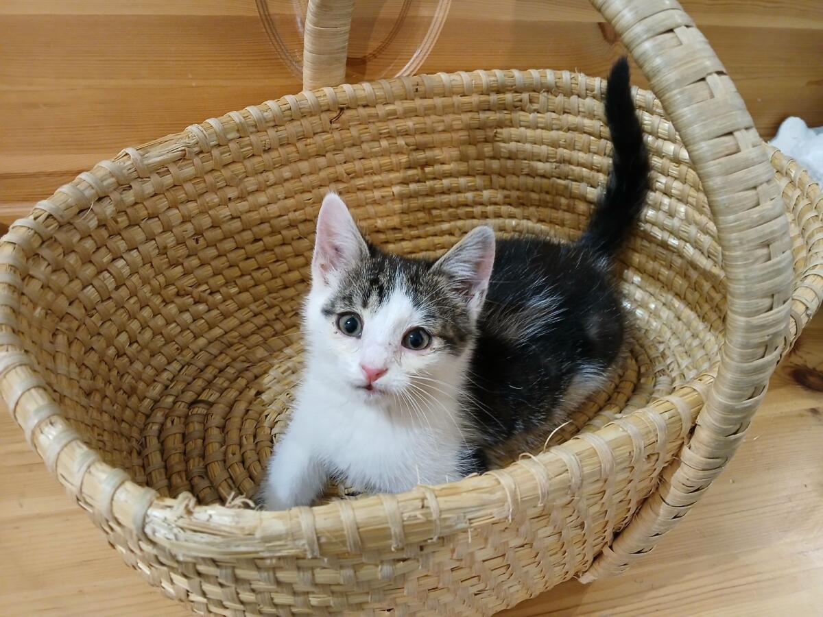 Katzenbaby (männlich) 2