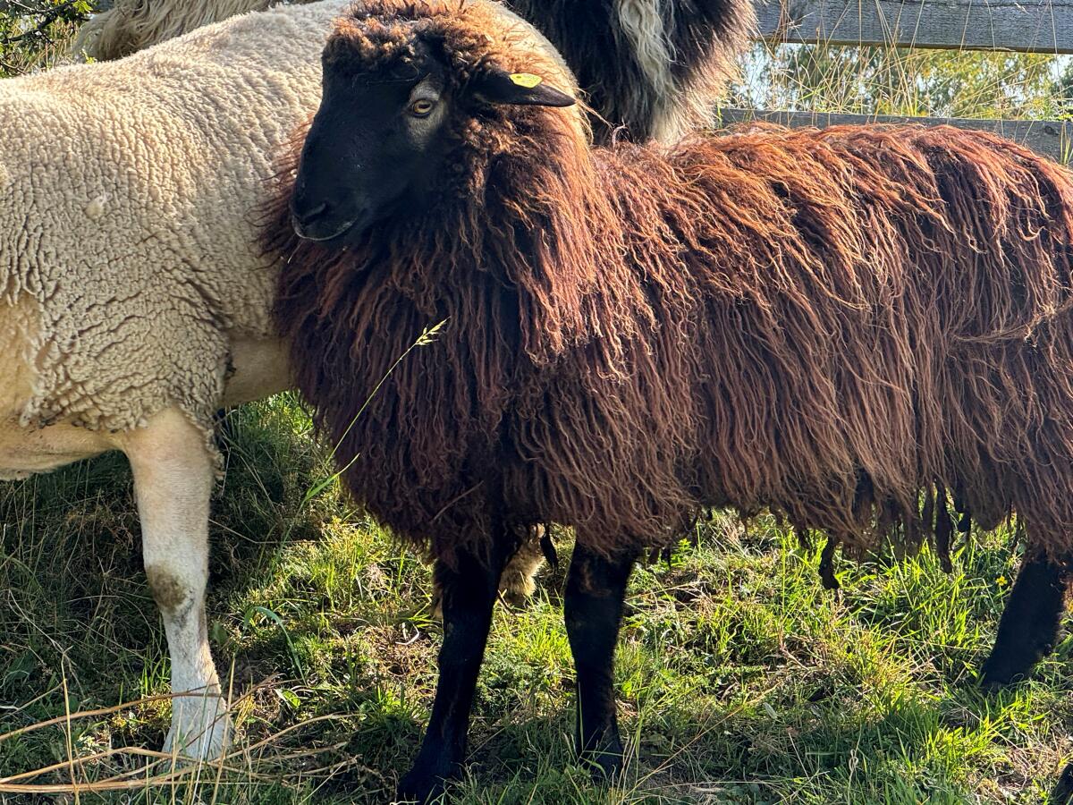 Bio Bock, Krainer Steinschaf 1