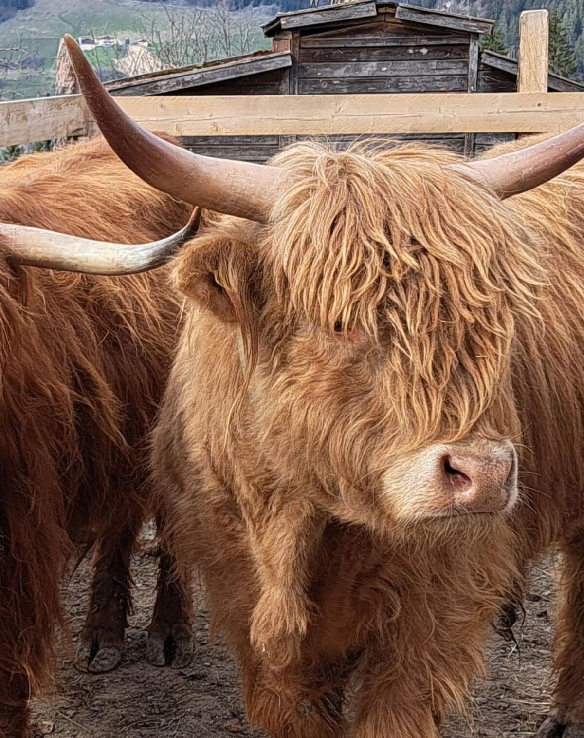 Mini Highland Bulle 3