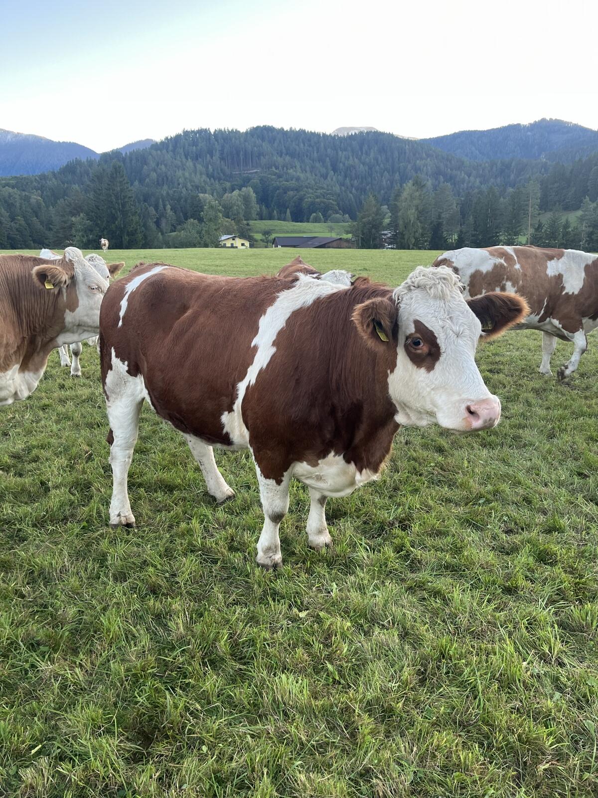 Trächtige Bio Fleckviehkalbinnen 3