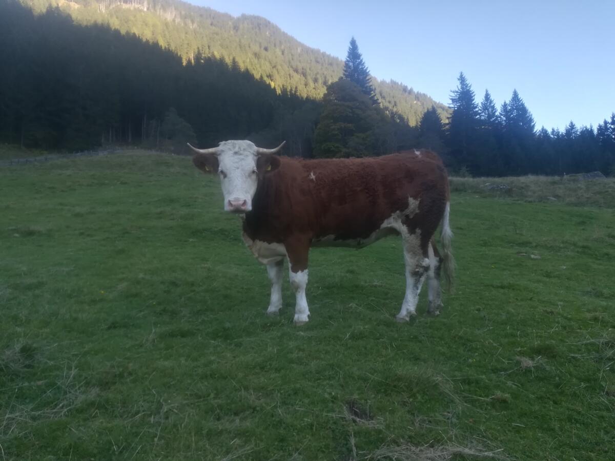 Bio Fleckvieh Kalbin trächtig zu verkaufen 3