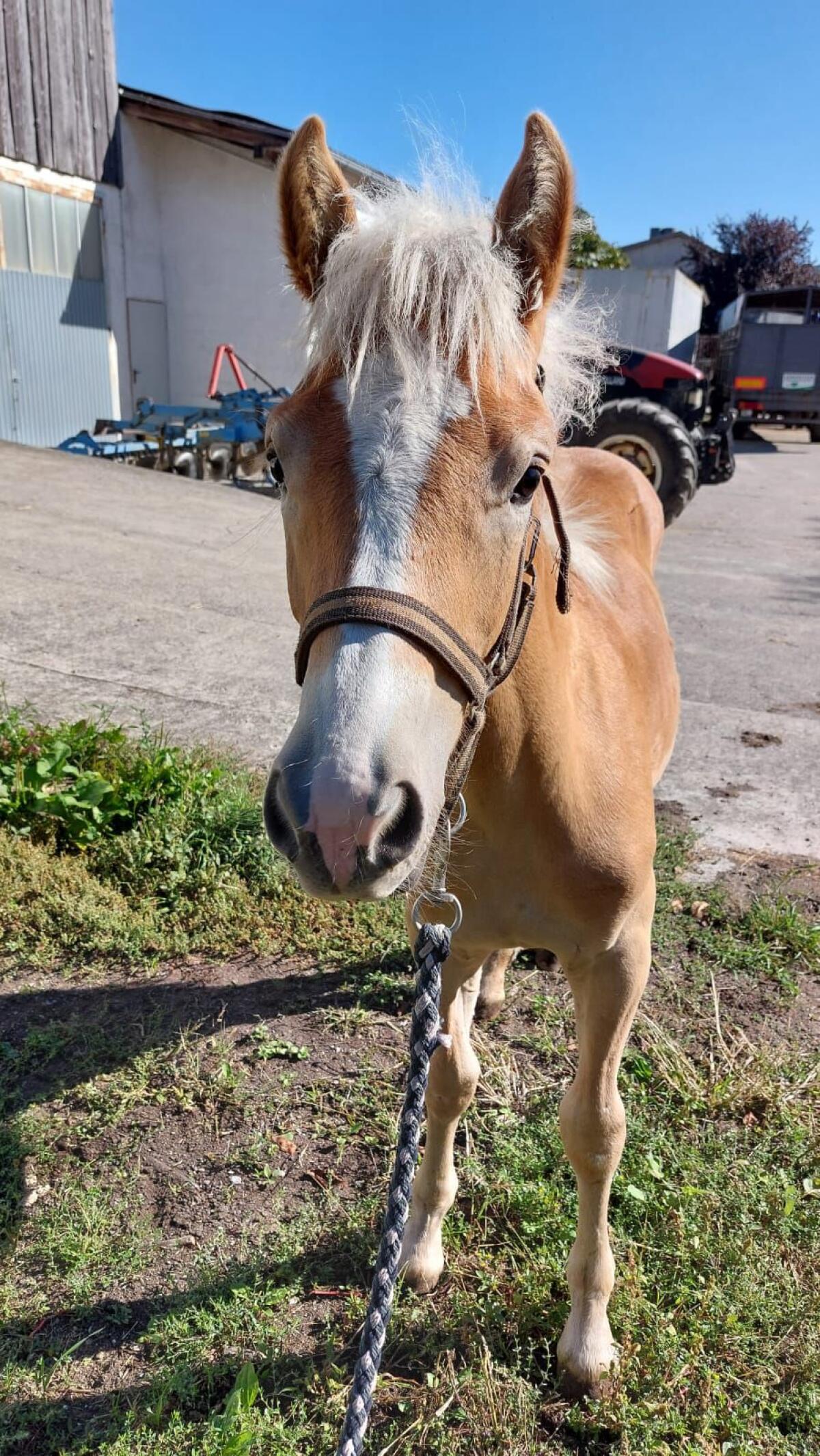 Haflinger Hengstfohlen Starlight 3