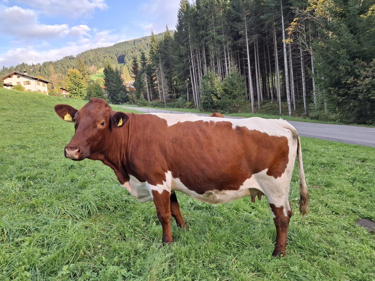 Reinrassige Bio Pinzgauer Kuh, trächtig 2