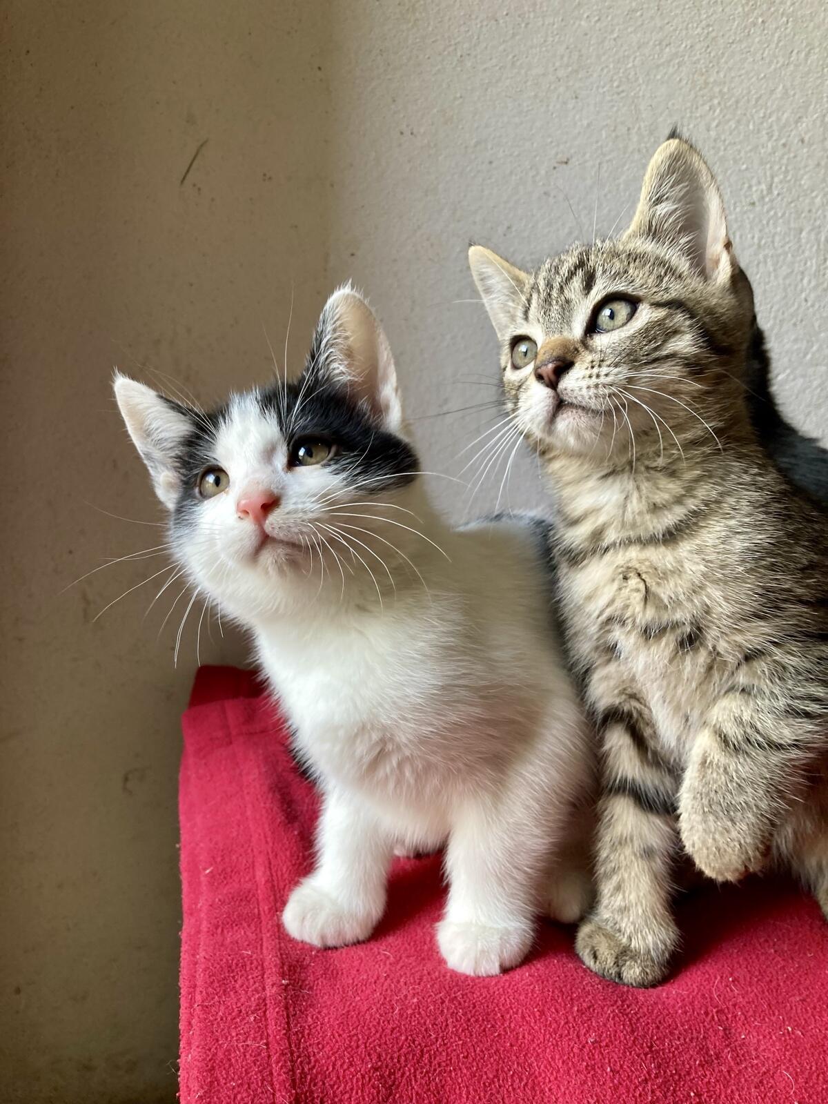 Katzenbabys 3