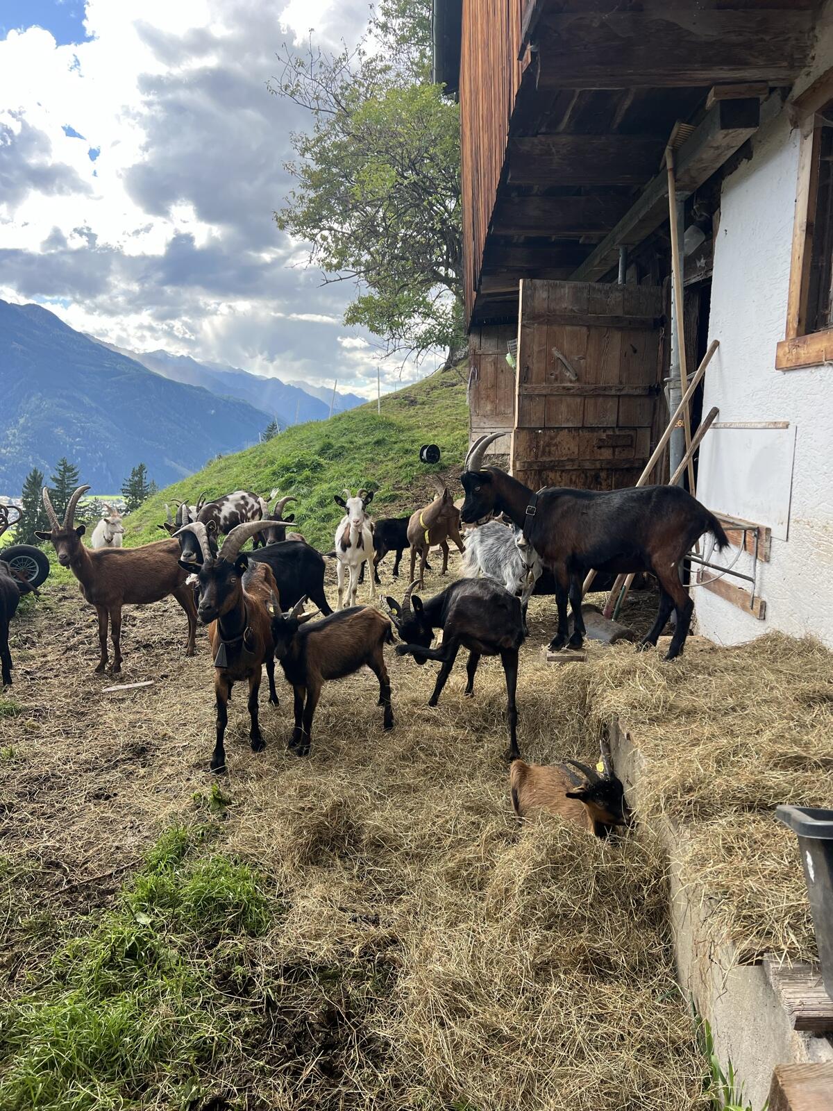 Aosta Ziege 2