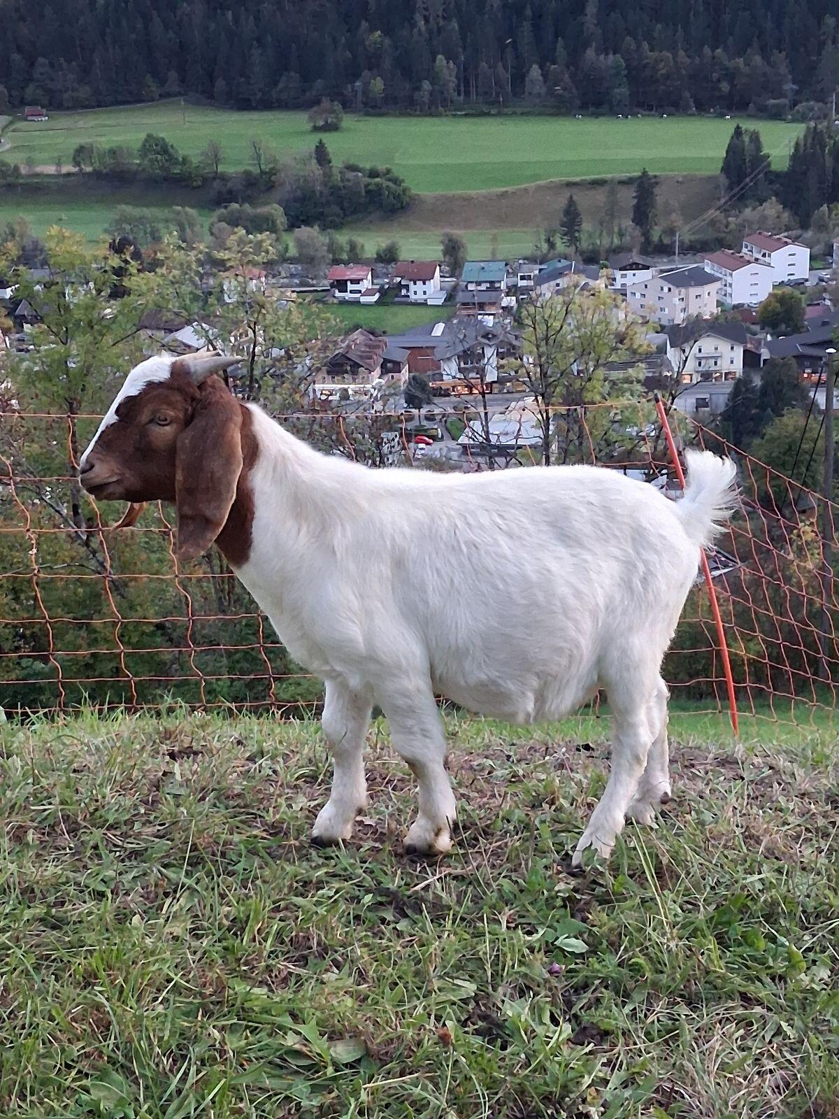 Burenbock 1