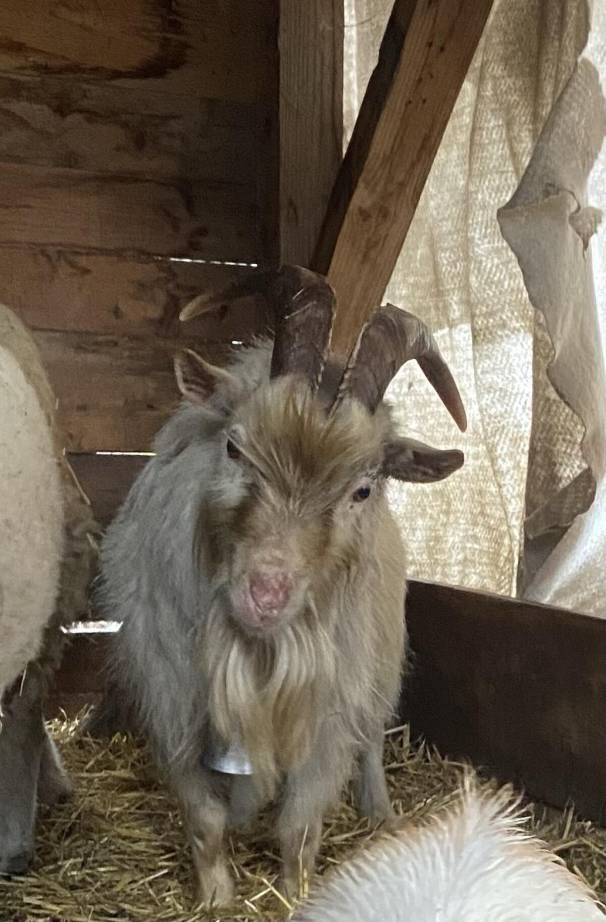 Mini-Ziegenbock 3