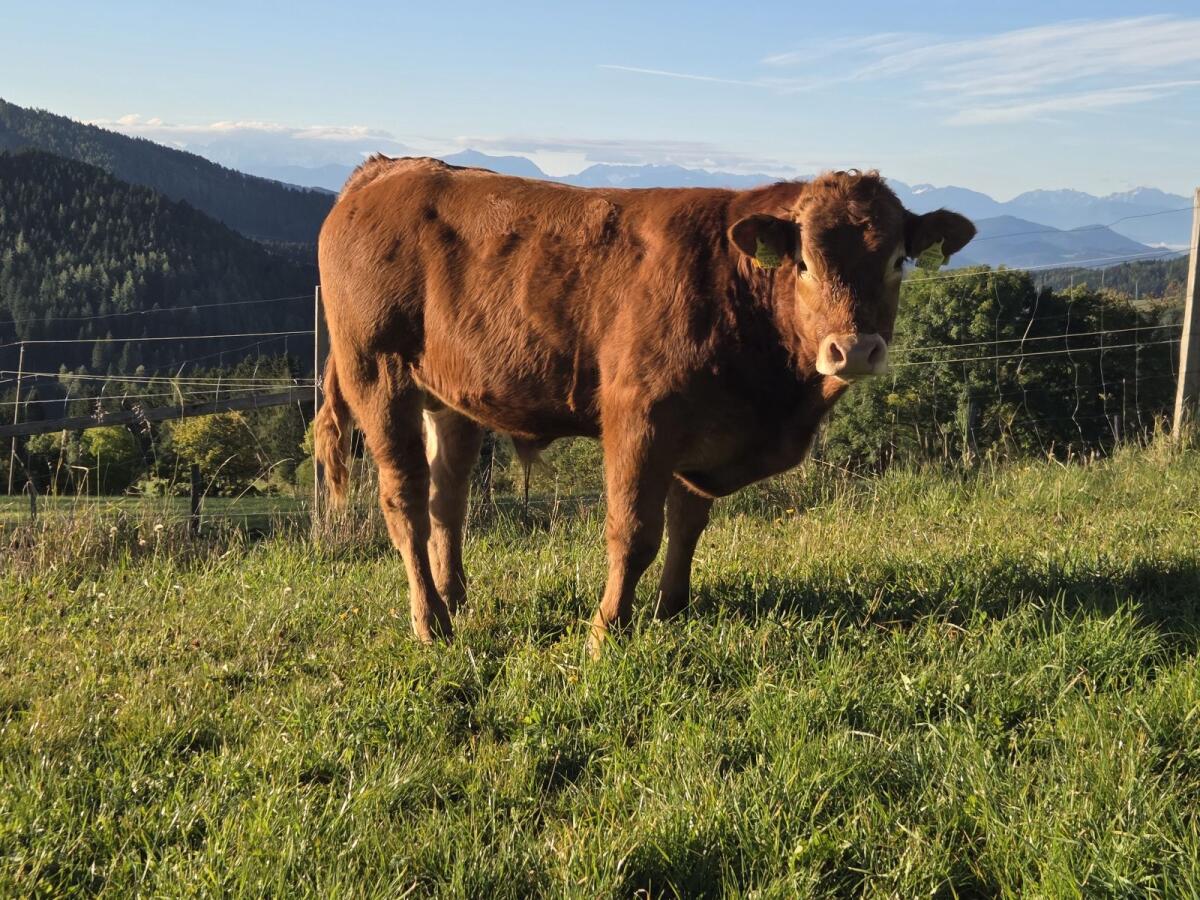 Limousin-Jungstiere genetisch hornlos 2