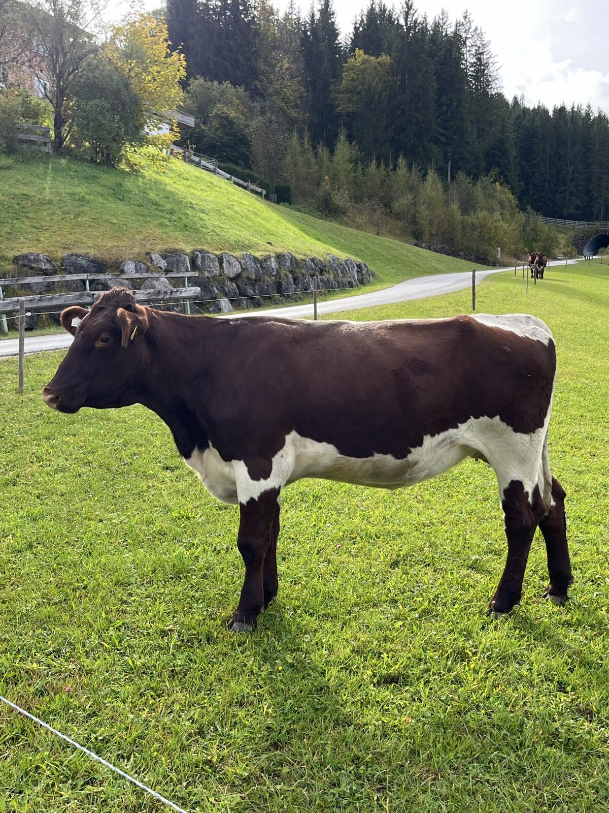 Trächtige Pinzgauer Kalbin 2