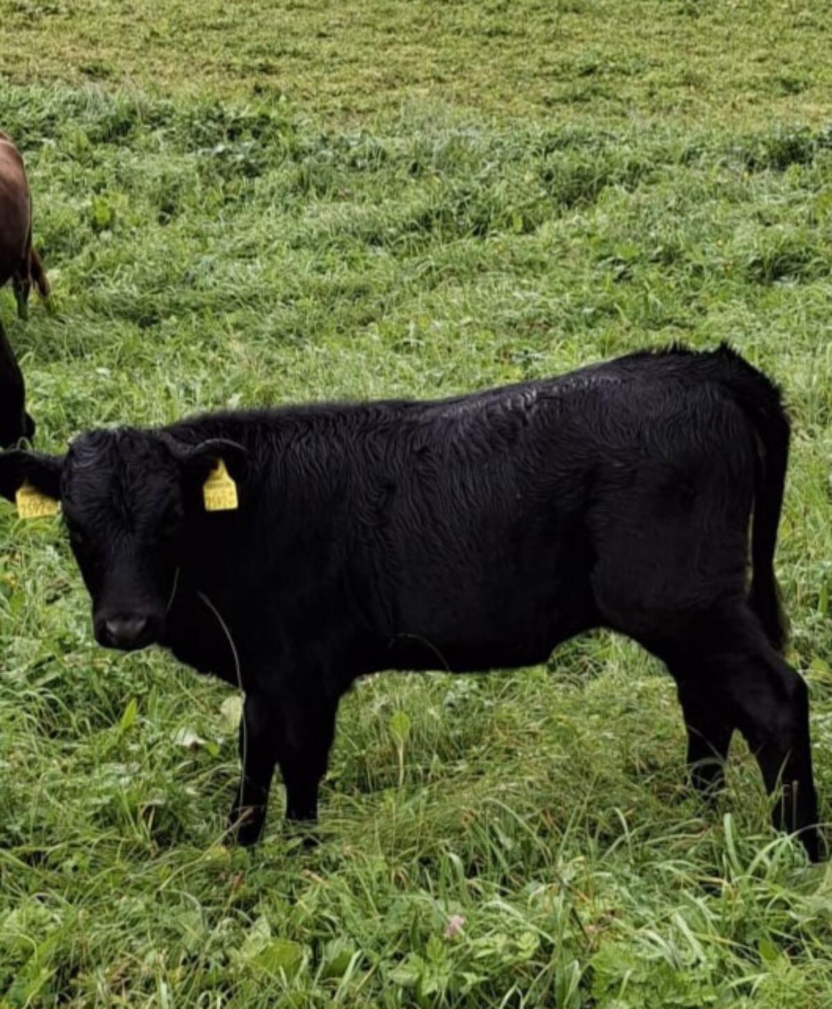 Bio Dexter Kälber und Kalbinnen 3