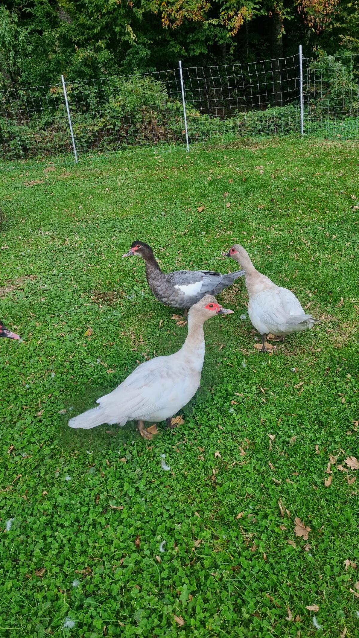 1x Erpel und 1x Laufentendame zu vergeben 1