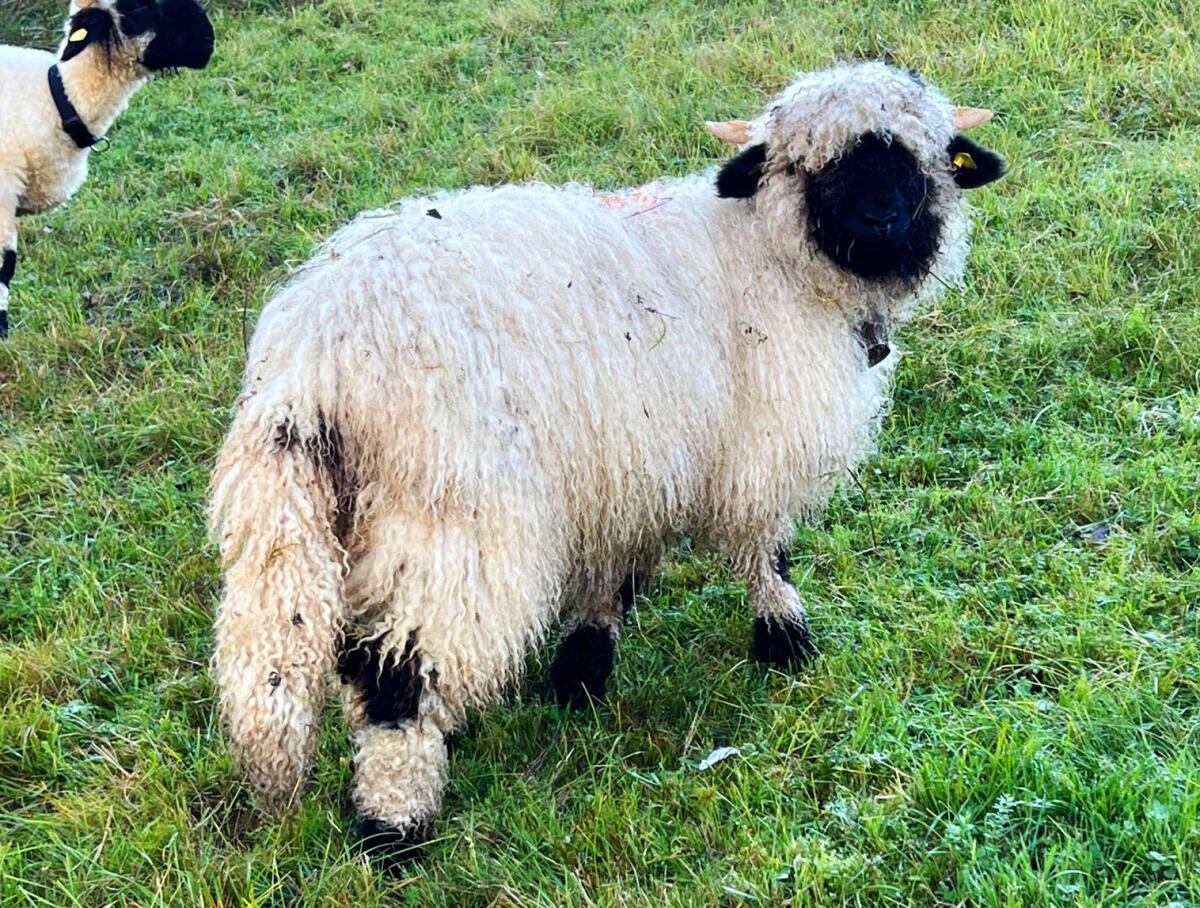 Verkaufe 2 Walliser Schwarznasen Jungkilber 2