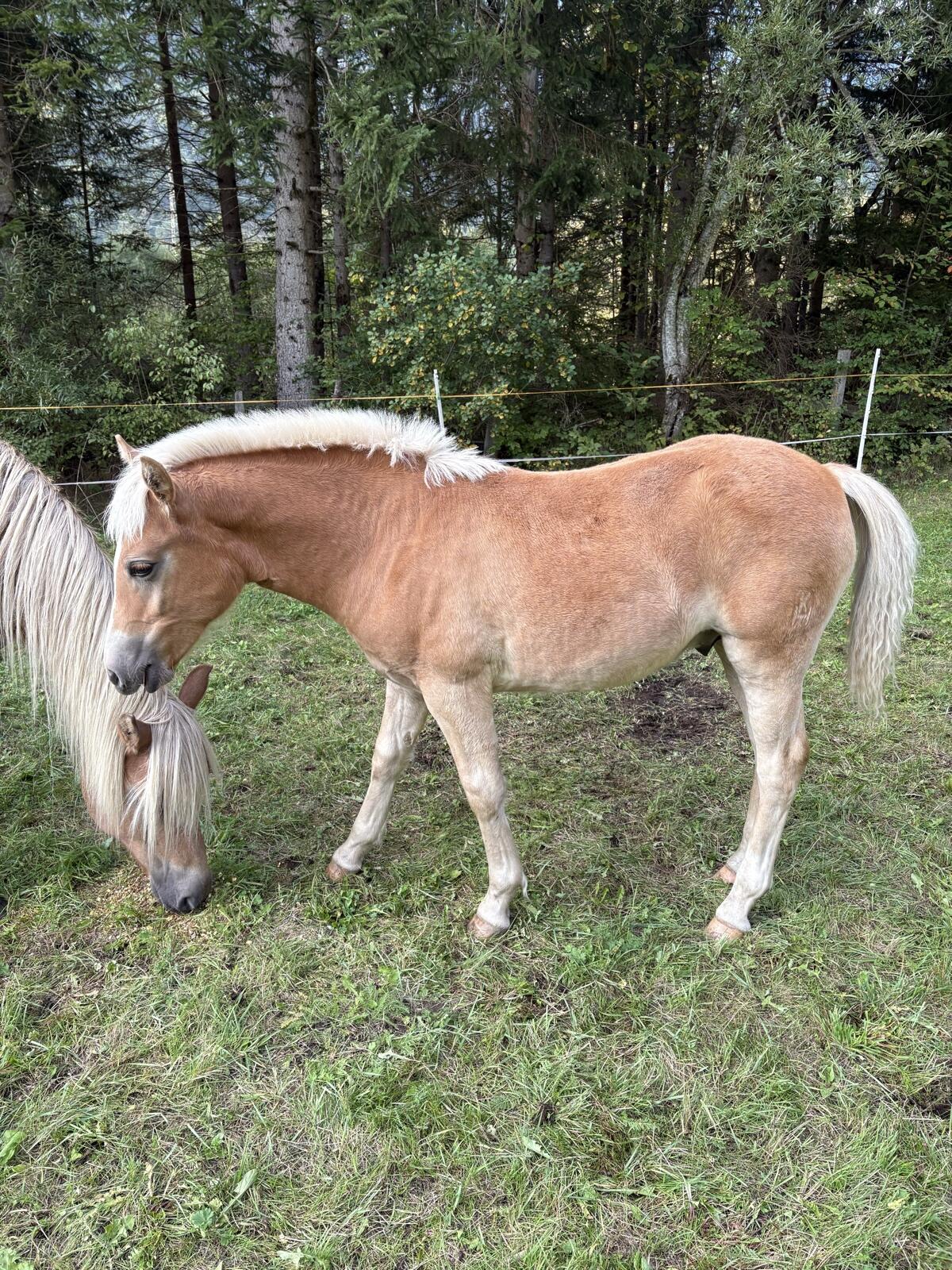 Haflinger Hengstfohlen 2