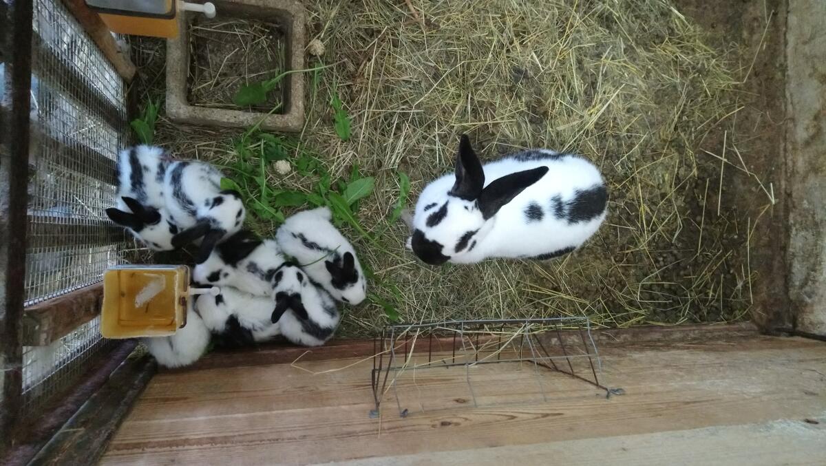 Kaninchenfamilie 2
