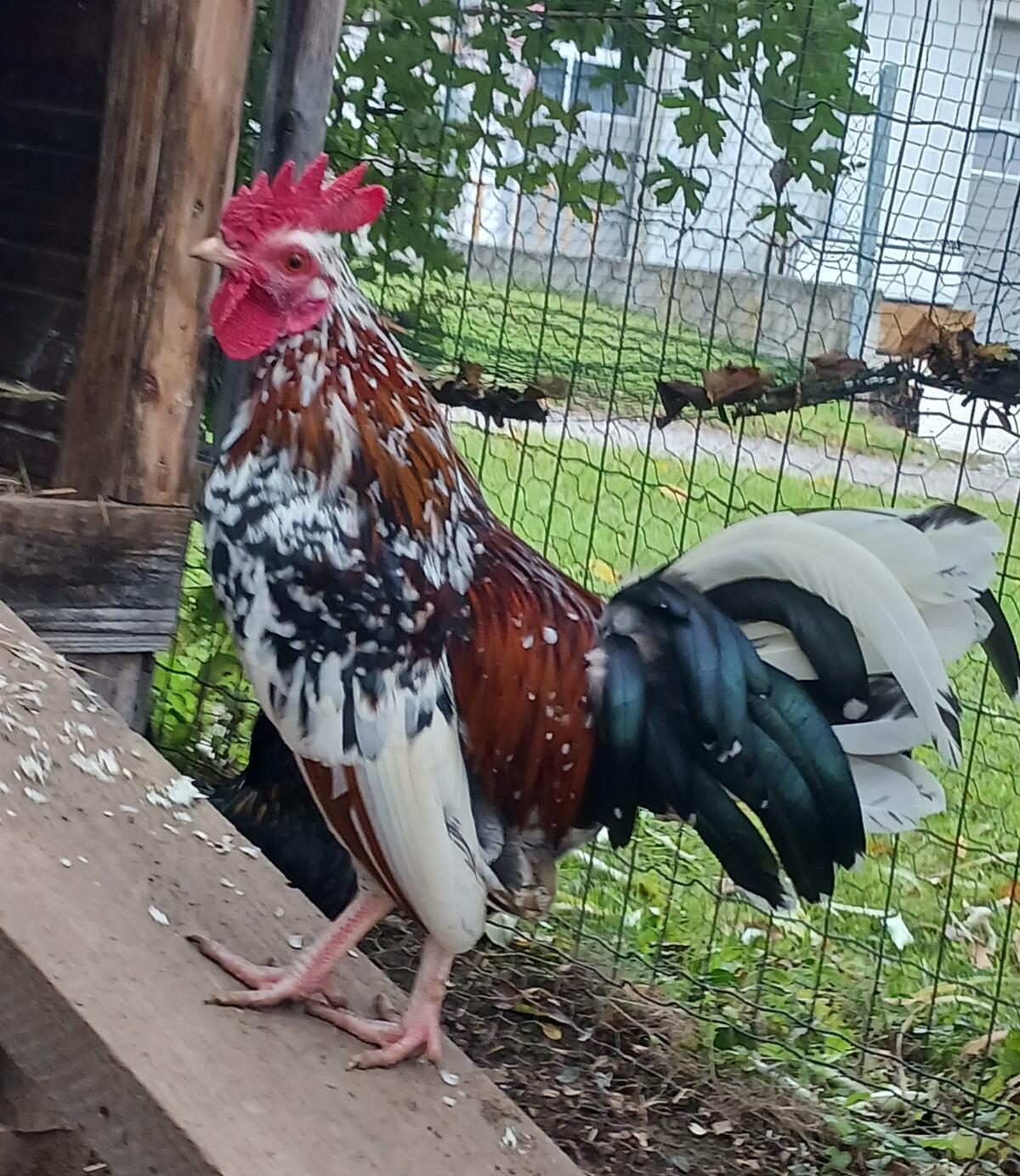 Steinpiperl Junghähne 3
