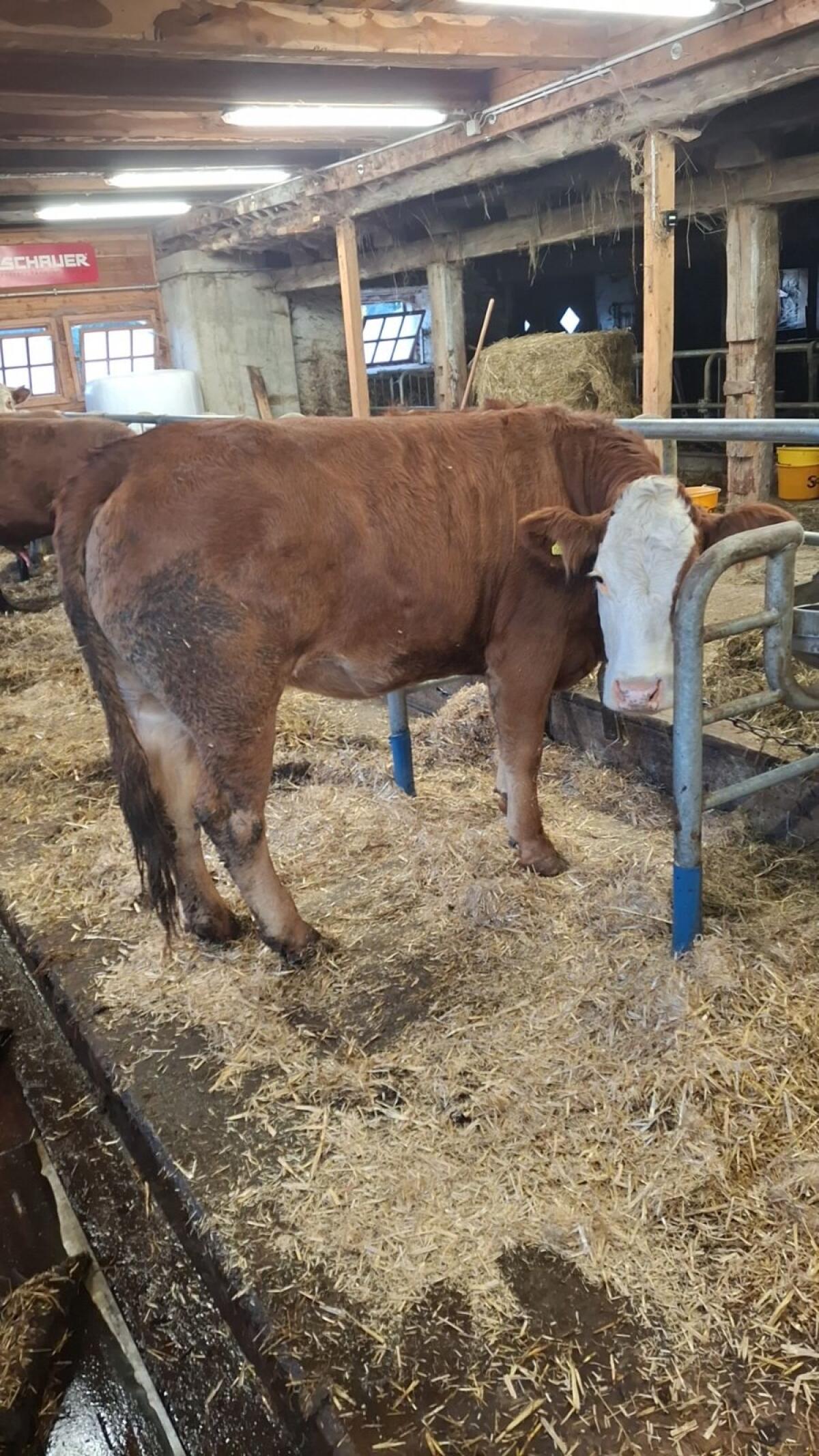 Kalbin Limousin/Fleckvieh 1