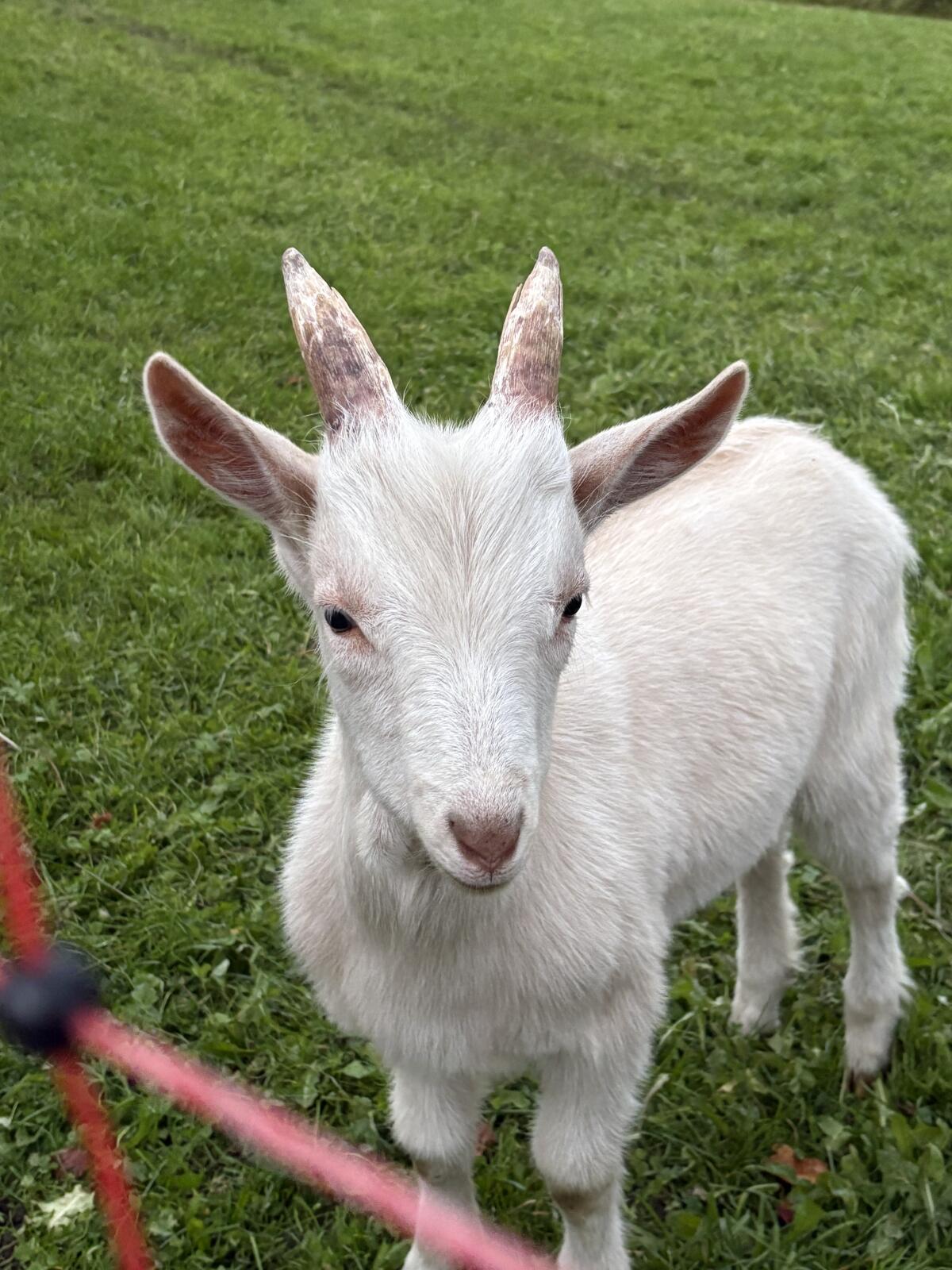 Ziegenkitze 2