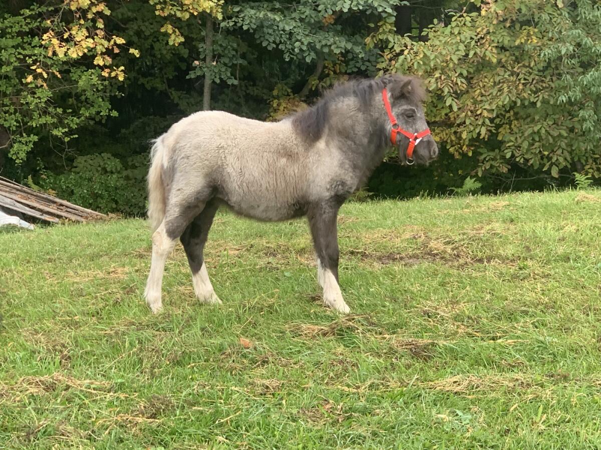 Appaloosa Stutfohlen 2
