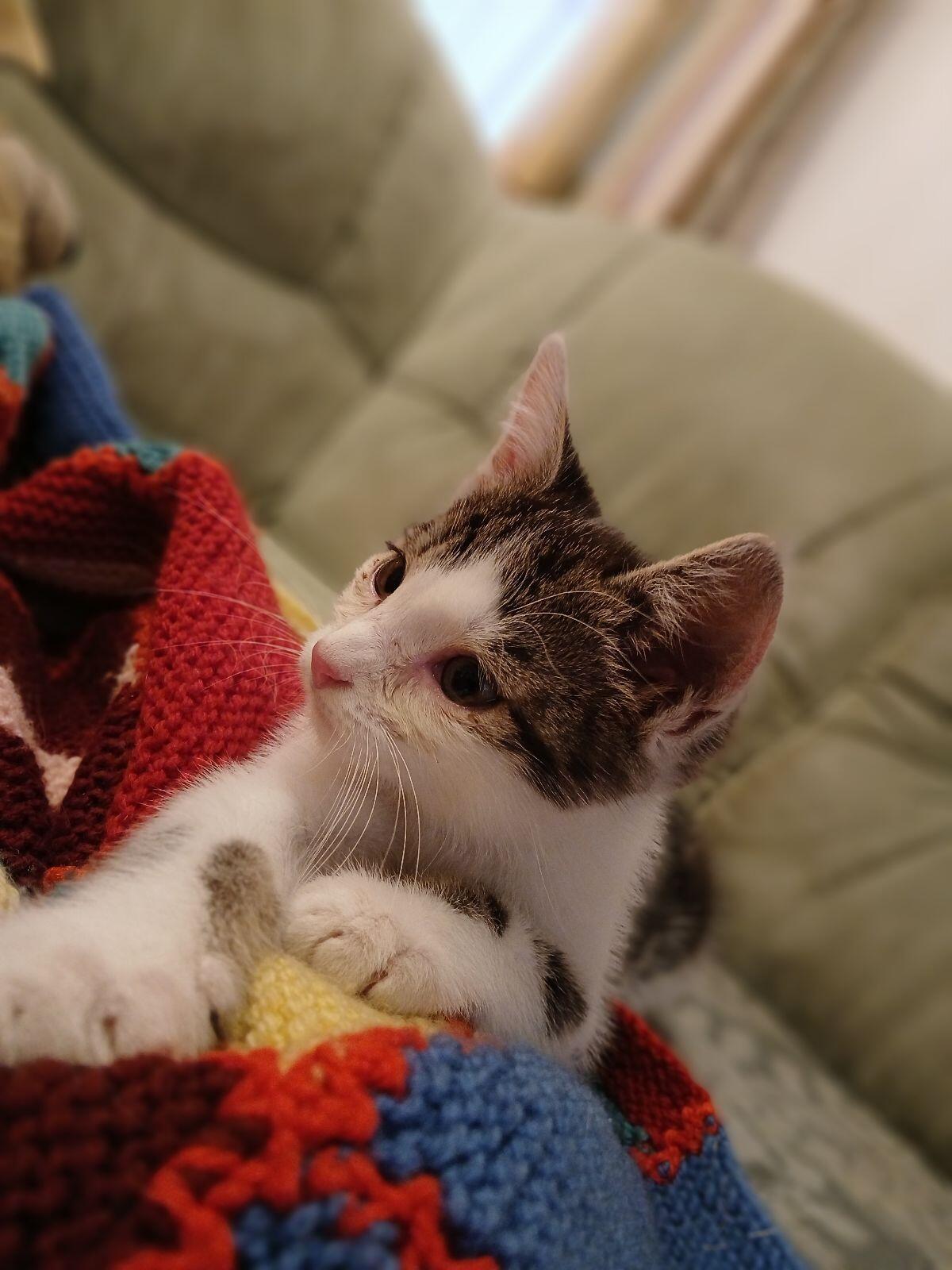 Katzenbaby (männlich) 3