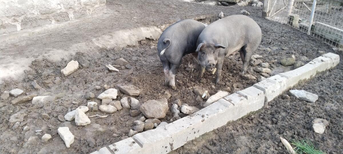 Schlachtschweine Mastschweine 2