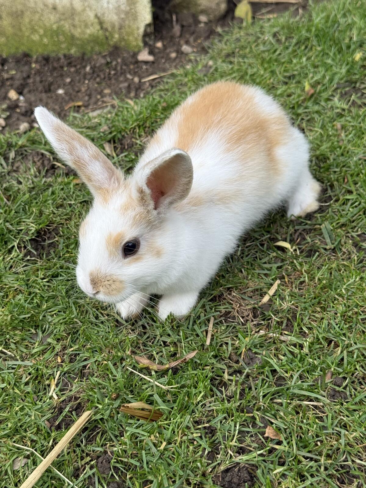 Löwenkopf-Kaninchen 2