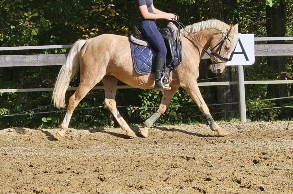 Deutsches Reitpony 3