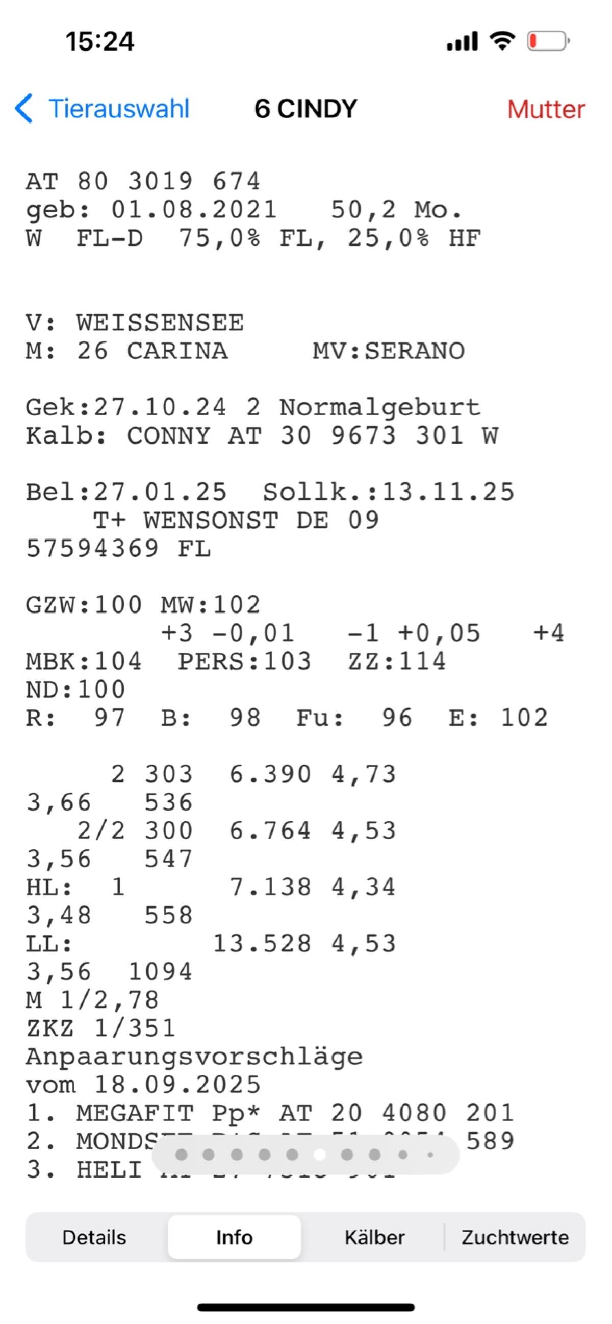 Fleckvieh Kuh 2