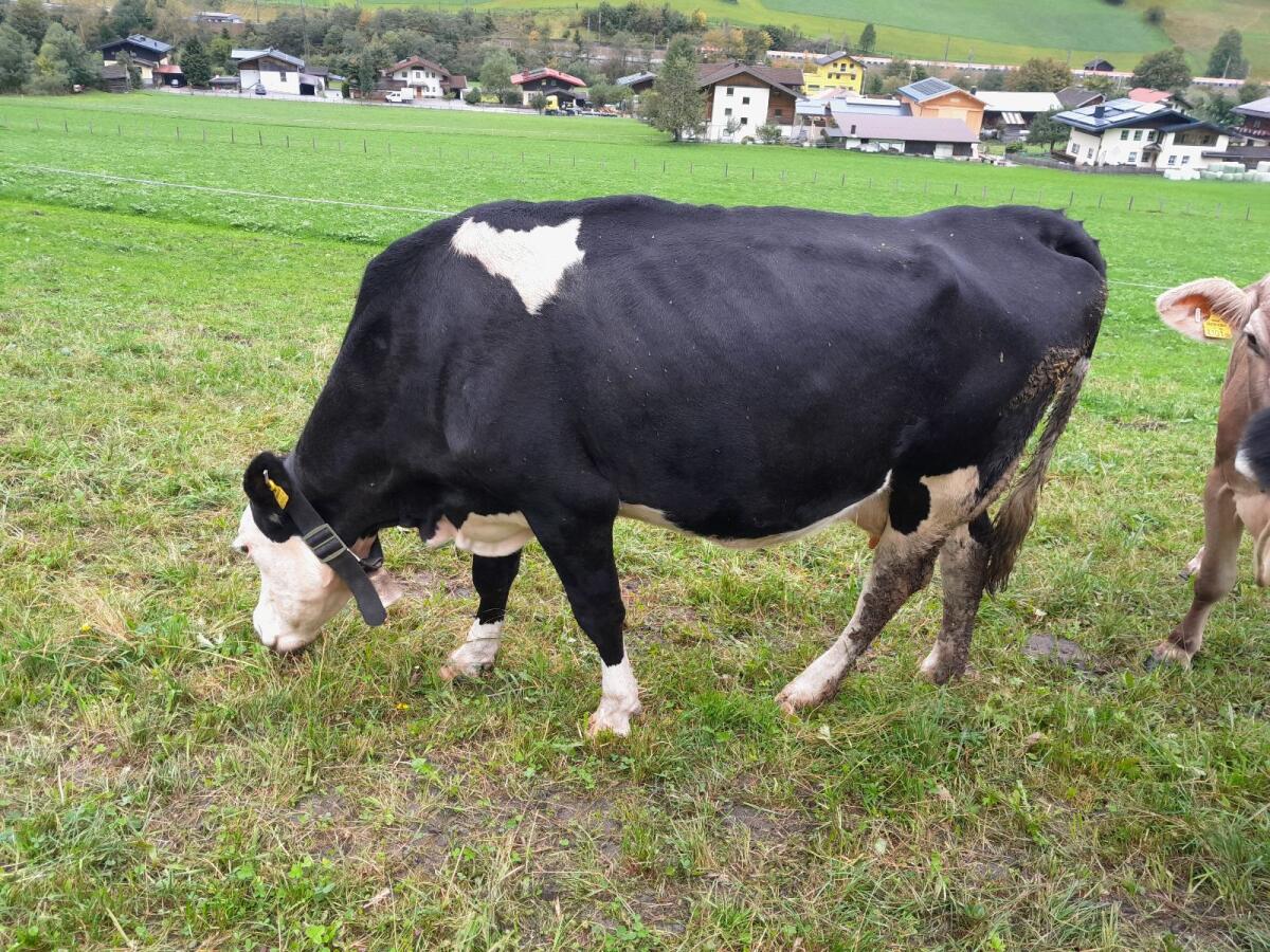 Fleckvieh x Holstein Kuh 1