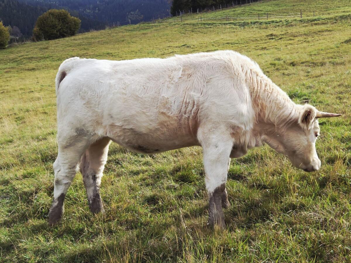 Charolais Zuchtkalbin 3