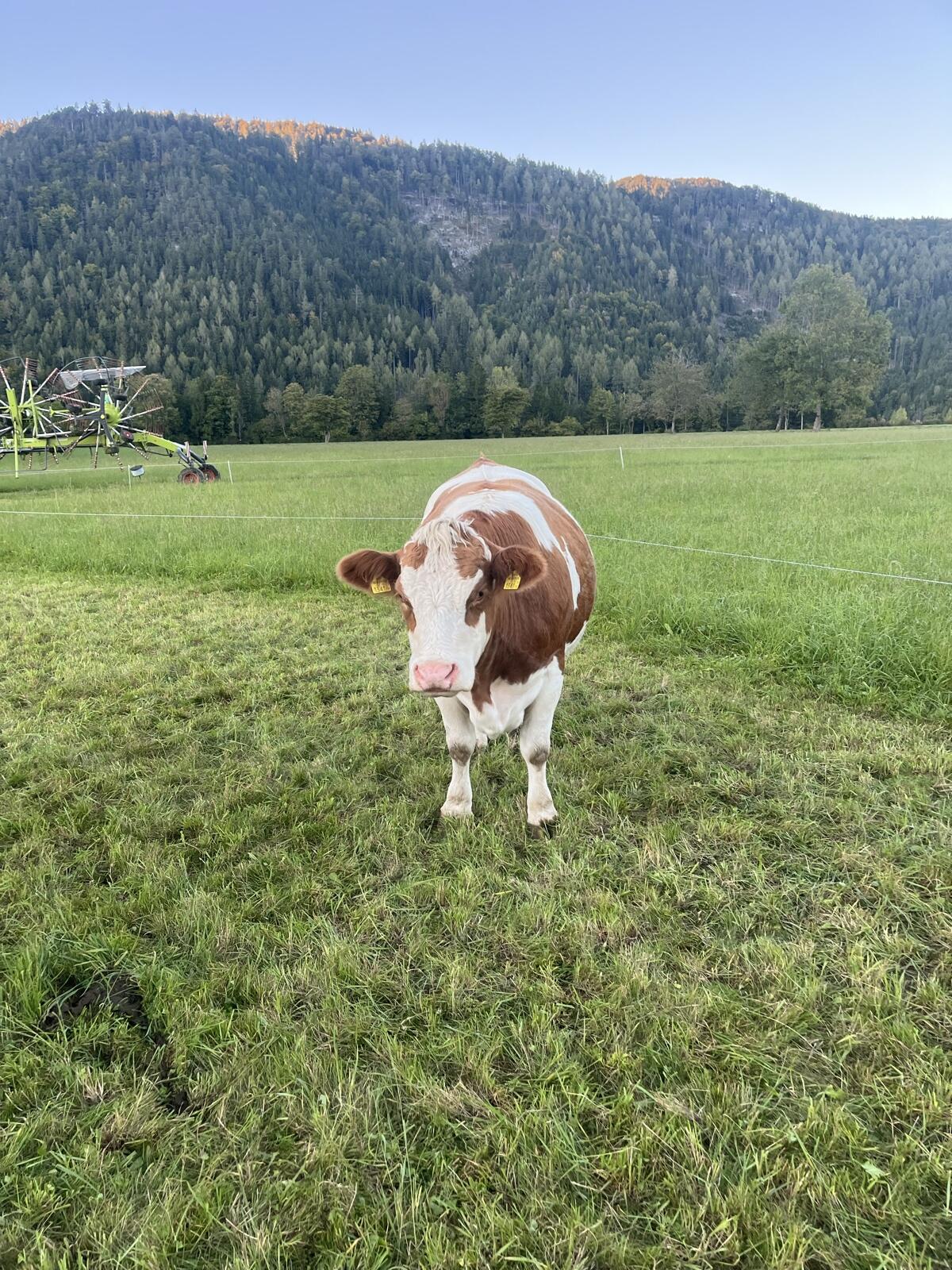 Trächtige Bio Fleckviehkalbinnen 2
