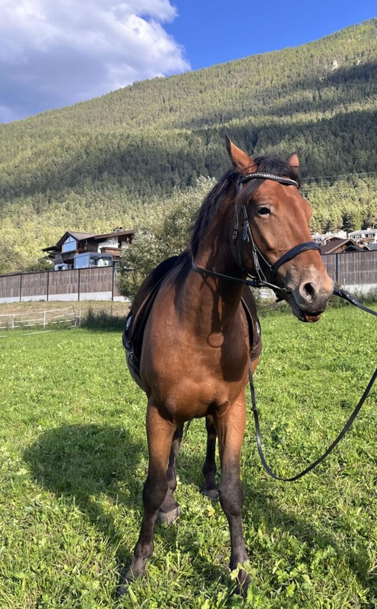Appaloosa Mix Wallach 3
