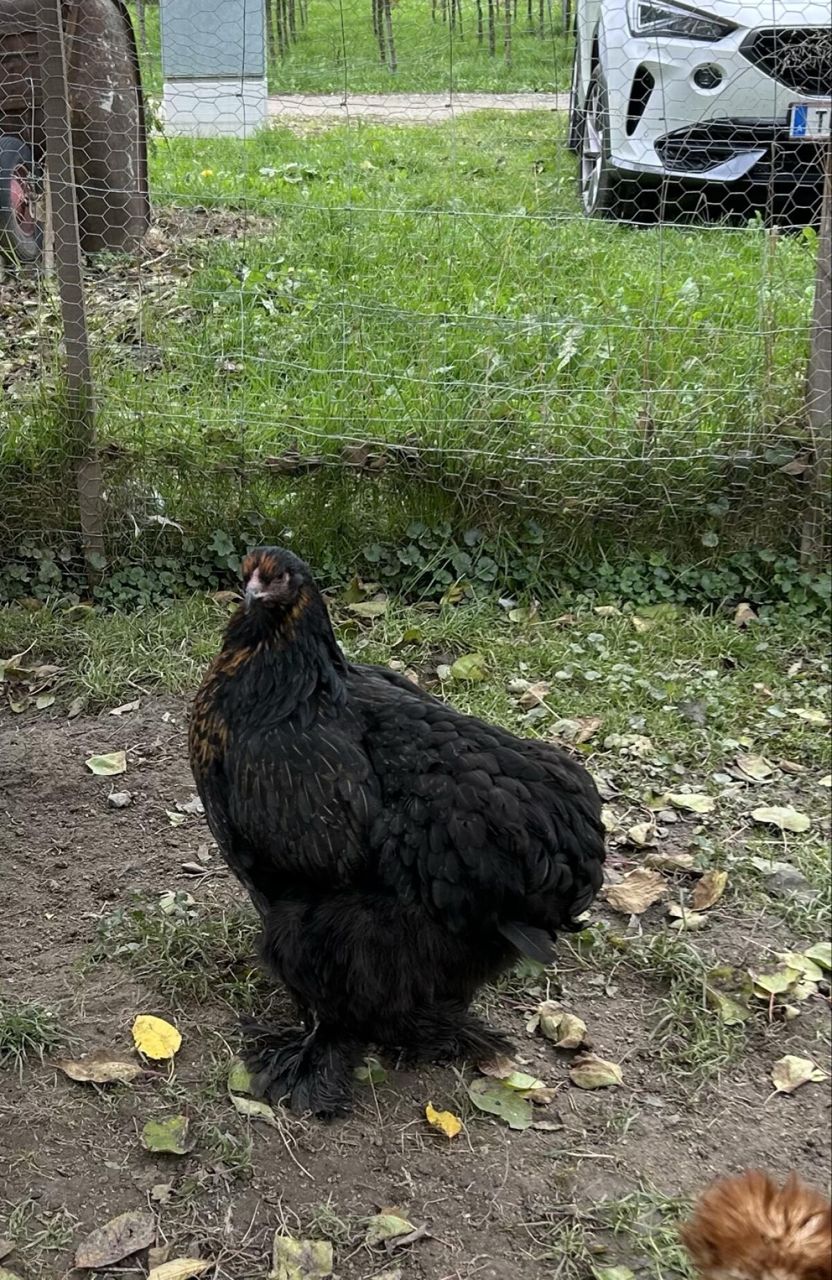 Brahma 3