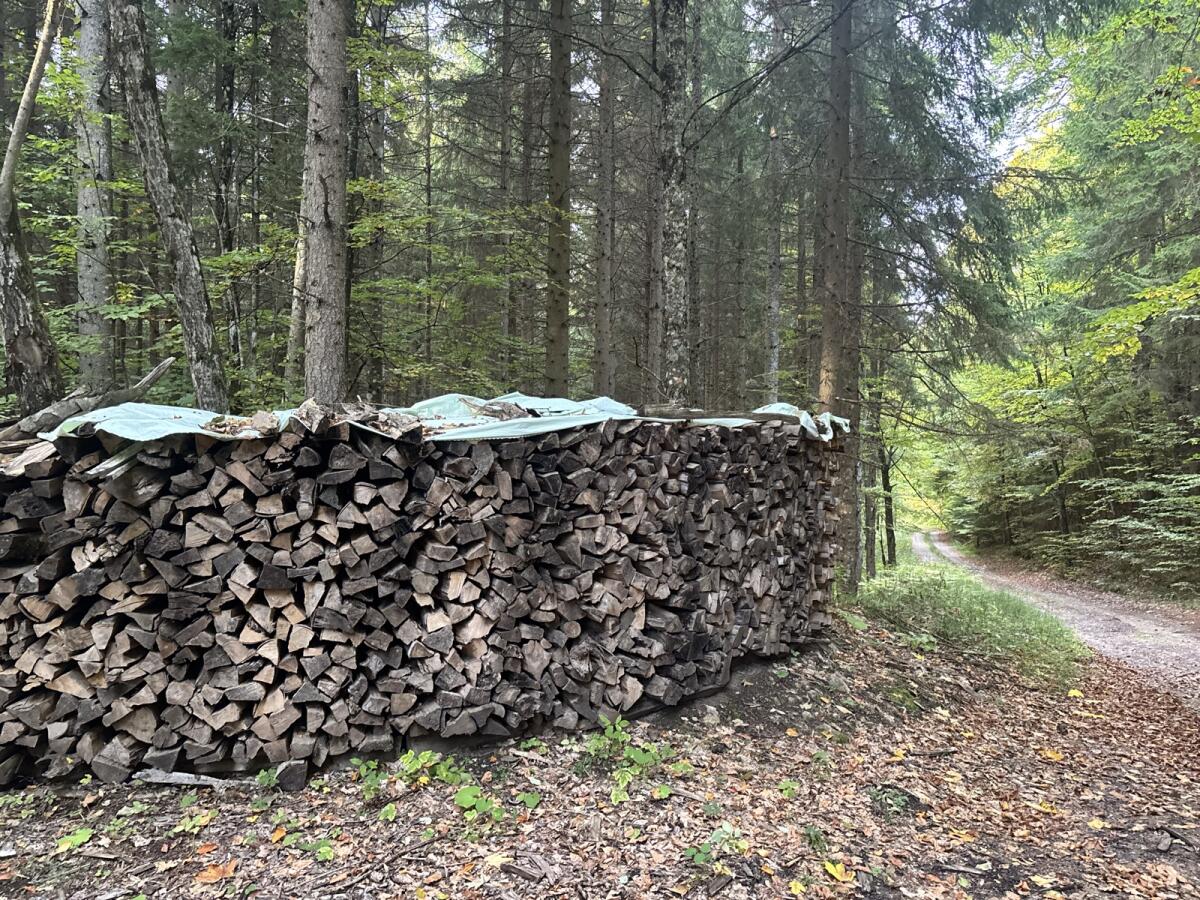 Buchenholz 2