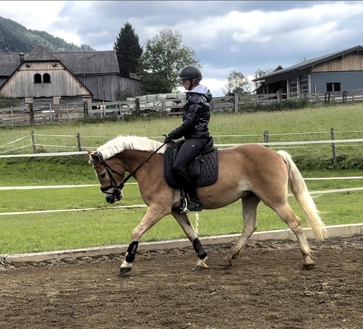 Großer Haflinger Wallach 2