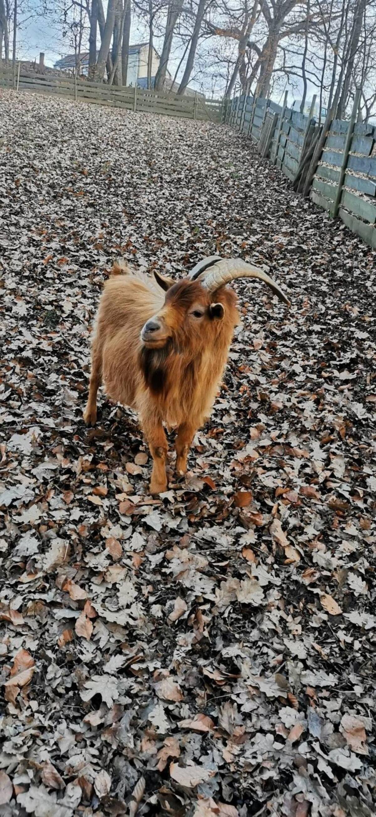 Zwergziegen und Zwergziegenbock 1
