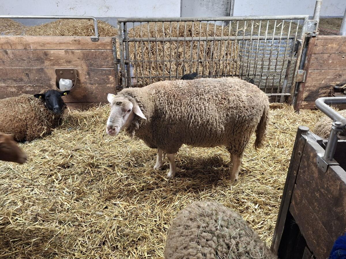 Merino Schafbock 1