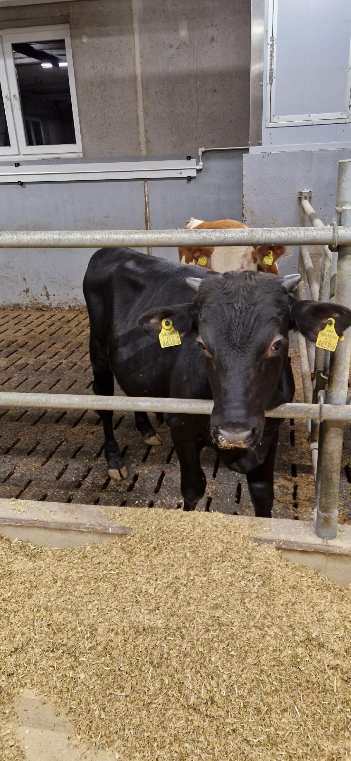 Stier Einsteller Fresser 2