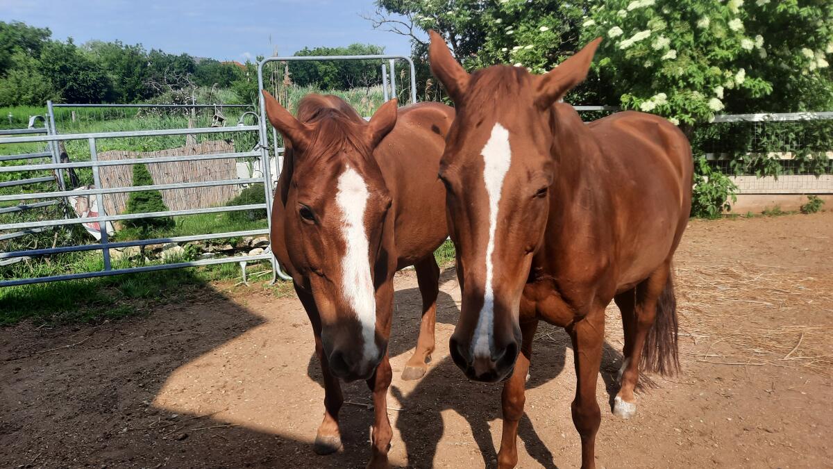 2 liebe Freizeitpferde auf guten Platz abzugeben 2