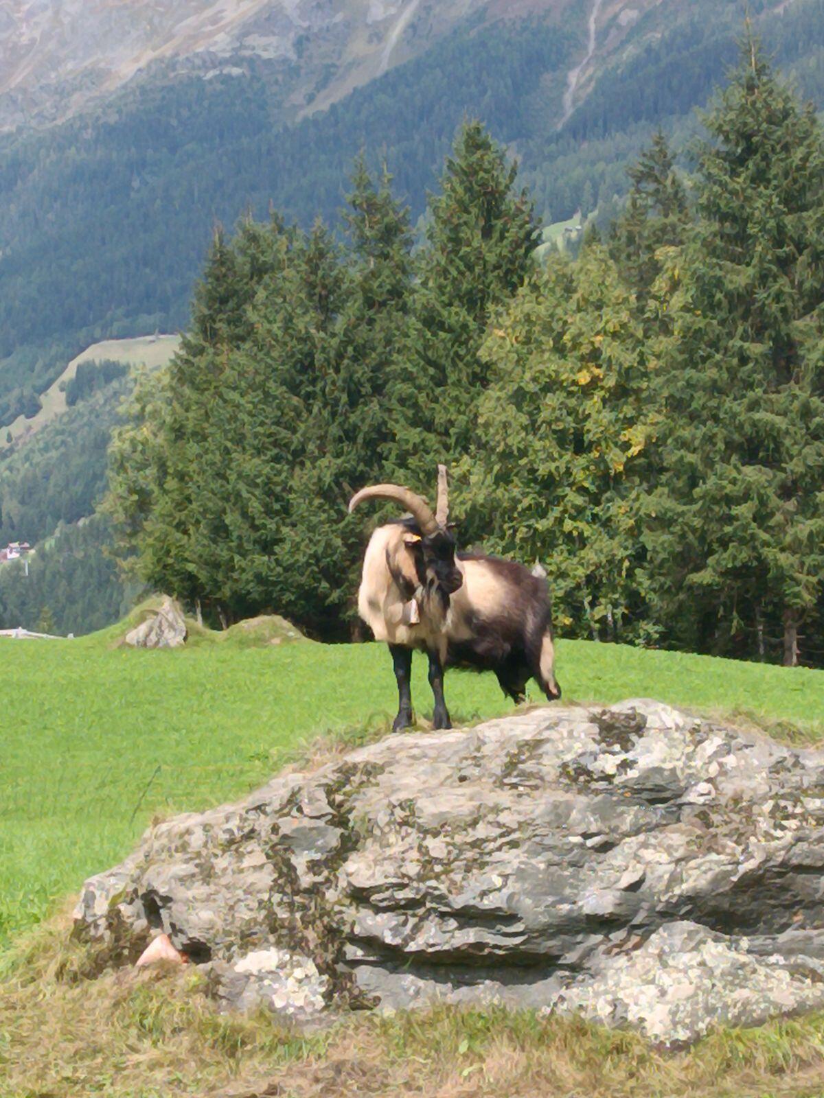 Passeirer Bock 3
