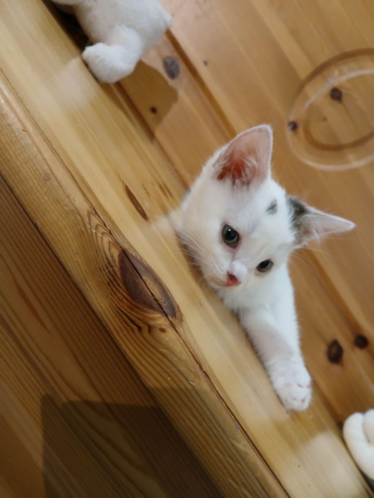 Babykatze 2