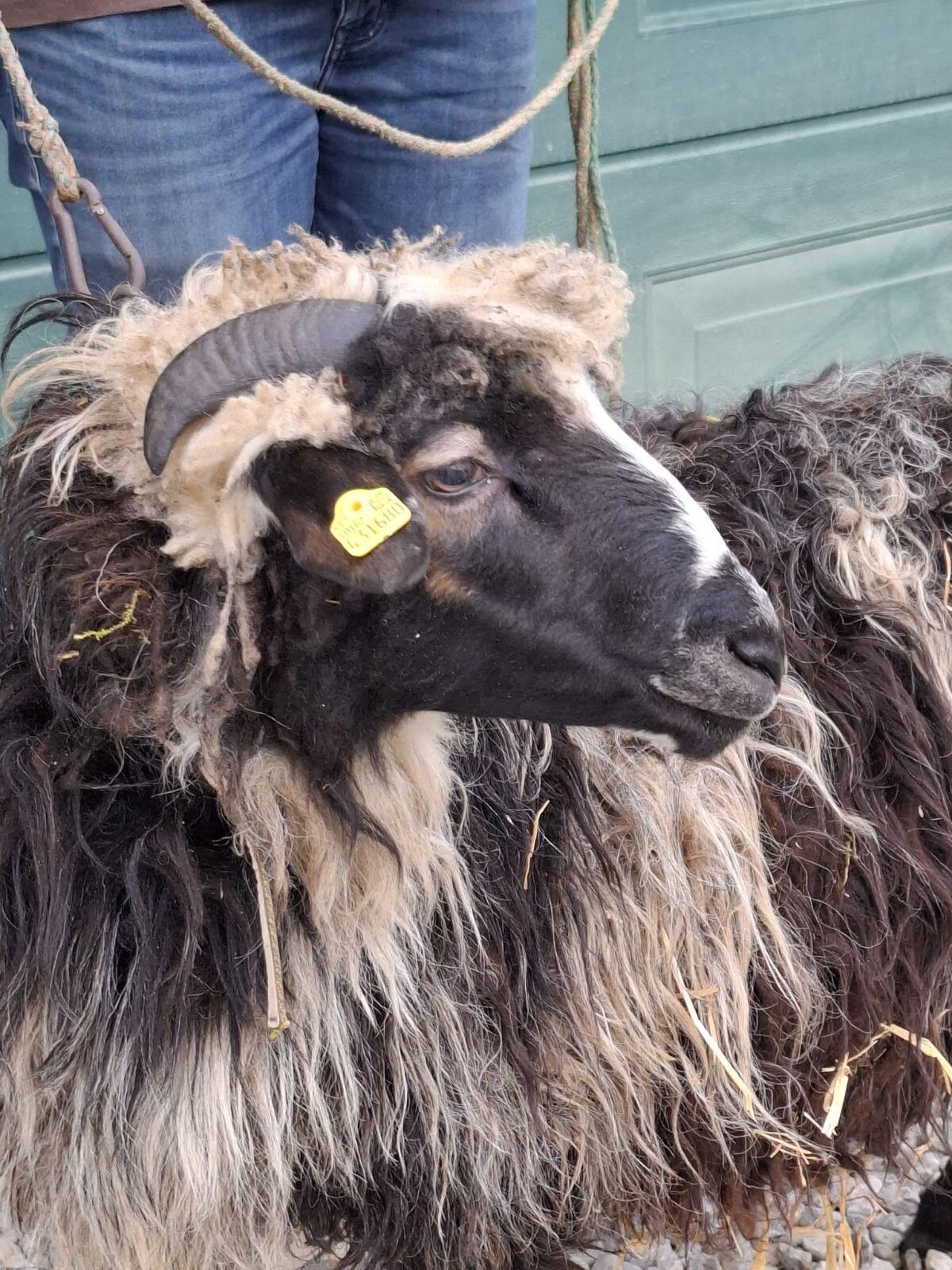 Krainer Steinschaf Jungwidder gekört 2