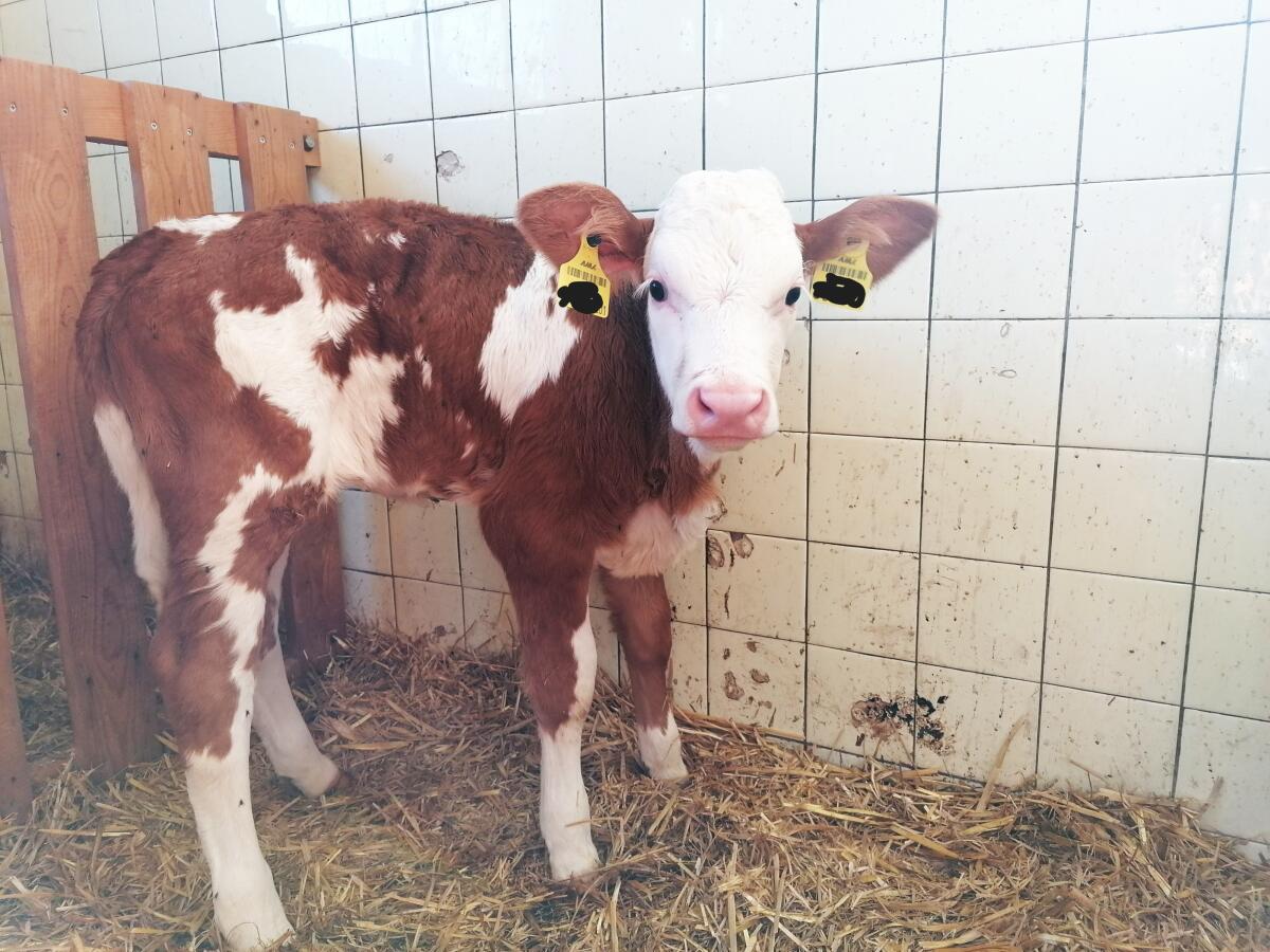 Verkaufe Bio Fleckvieh Kuhkalb 1