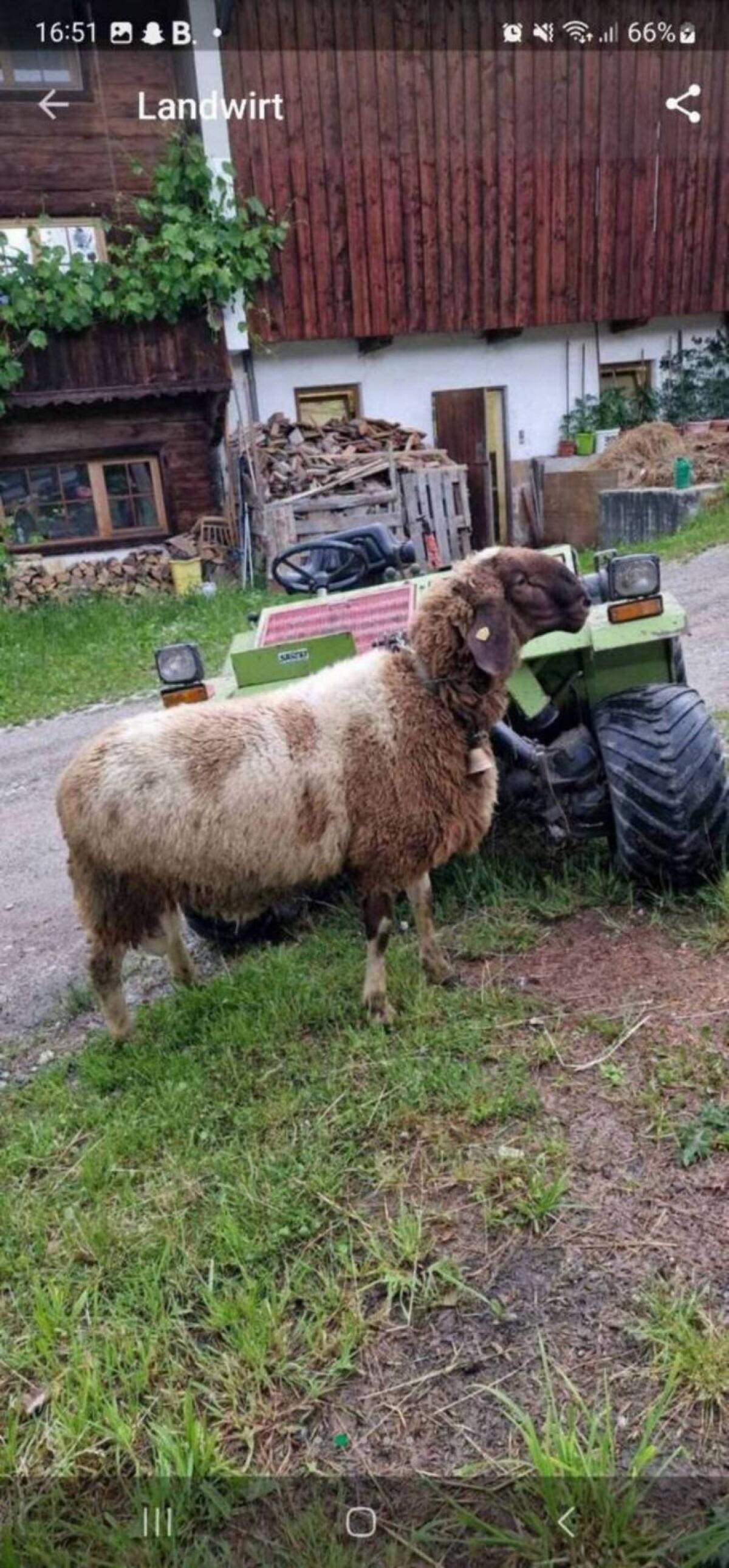 Bergschaf Widder 2